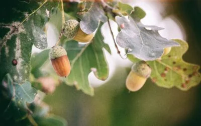 The Oak (Lovely Words)